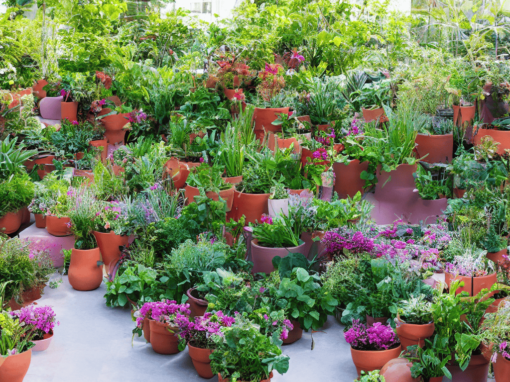 Sowing the Seeds of Serenity